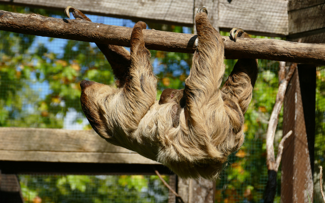Familienbande im Zoo Heidelberg