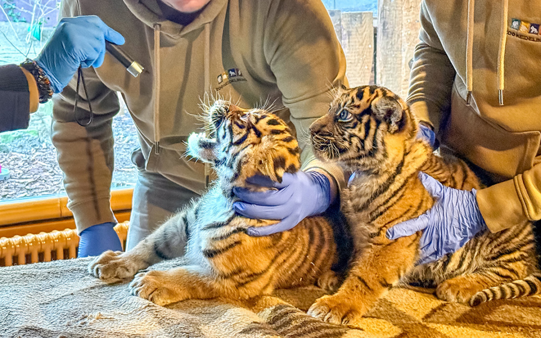 Erstuntersuchung beim Tiger-Nachwuchs im Zoo Heidelberg