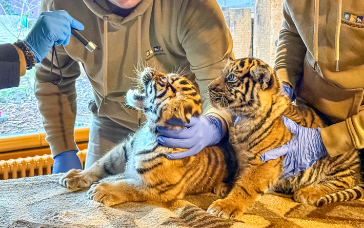 Erstuntersuchung beim Tiger-Nachwuchs im Zoo Heidelberg
