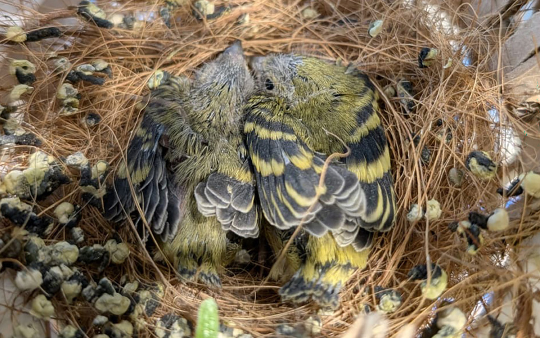 Erstmals Jungtiere des Yarrellzeisigs geschlüpft