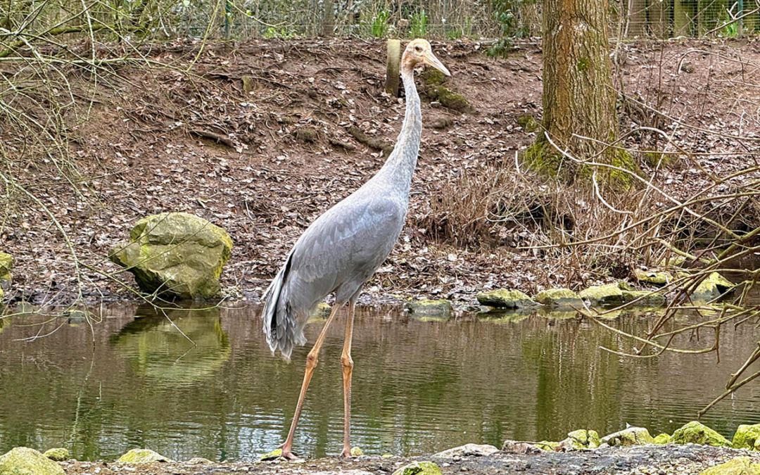 Saruskranich im Zoo Heidelberg eingezogen