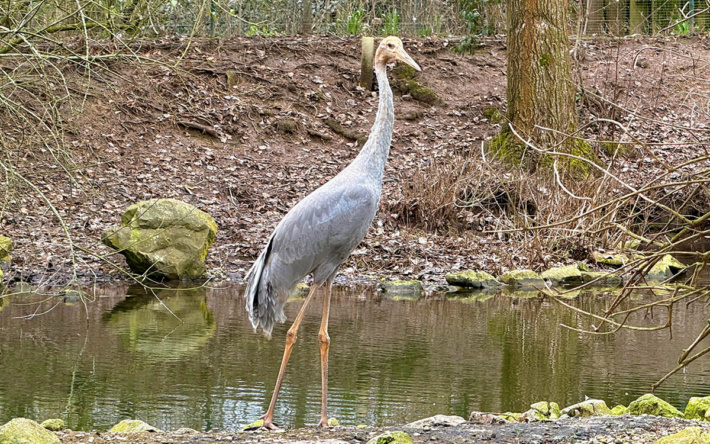 Saruskranich im Zoo Heidelberg eingezogen