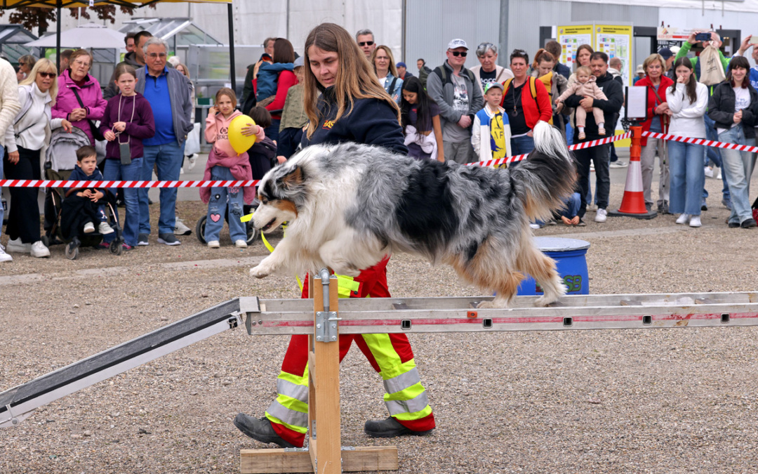Tierische Begegnungen auf dem Maimarkt