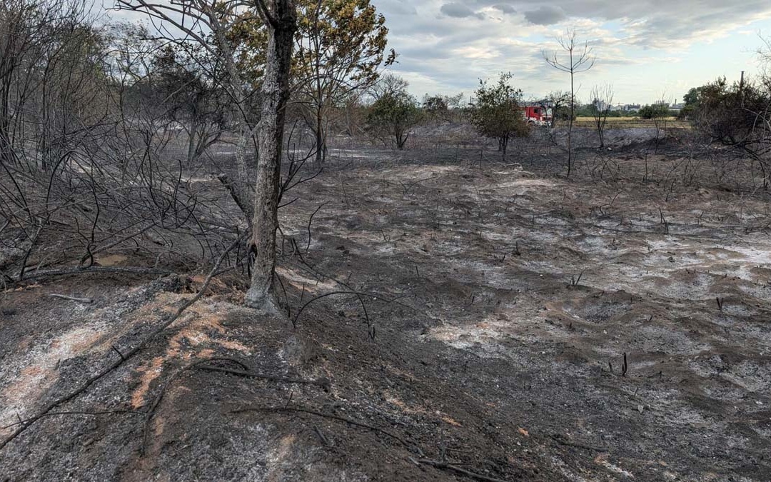 Abschlussmeldung: Vegetationsbrand auf Friesenheimer Insel