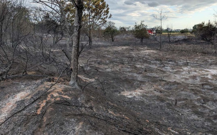Abschlussmeldung: Vegetationsbrand auf Friesenheimer Insel