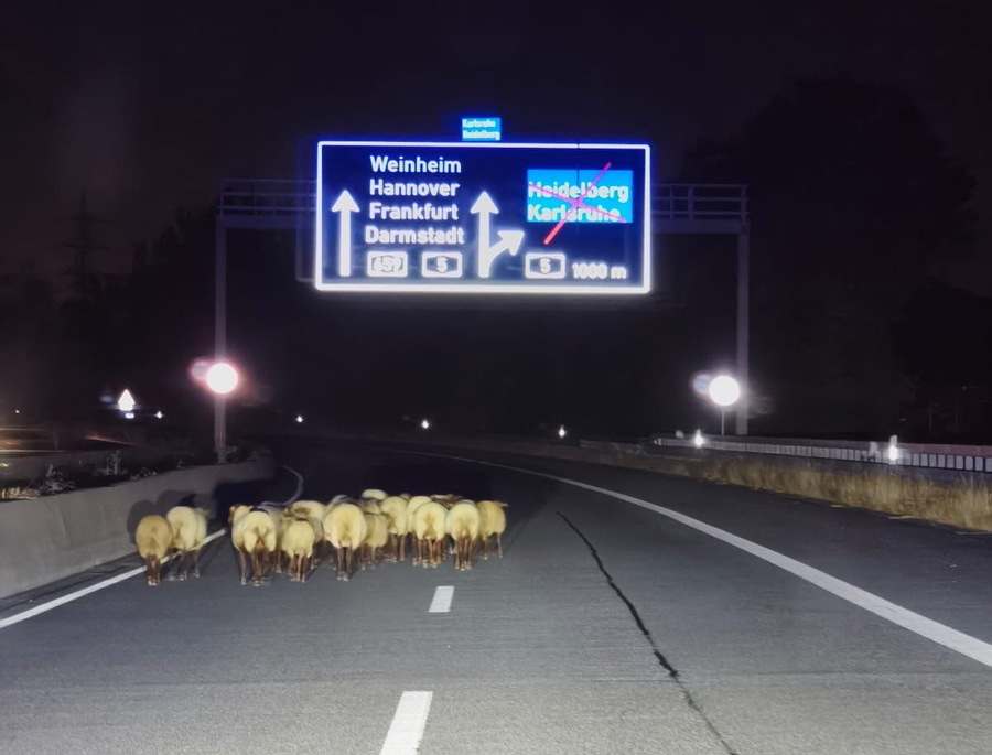 Die ausgebrochene Schafherde auf der BAB A659