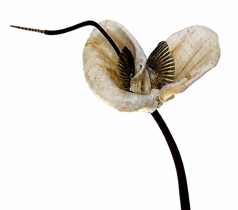 Ausstellung Anomalien