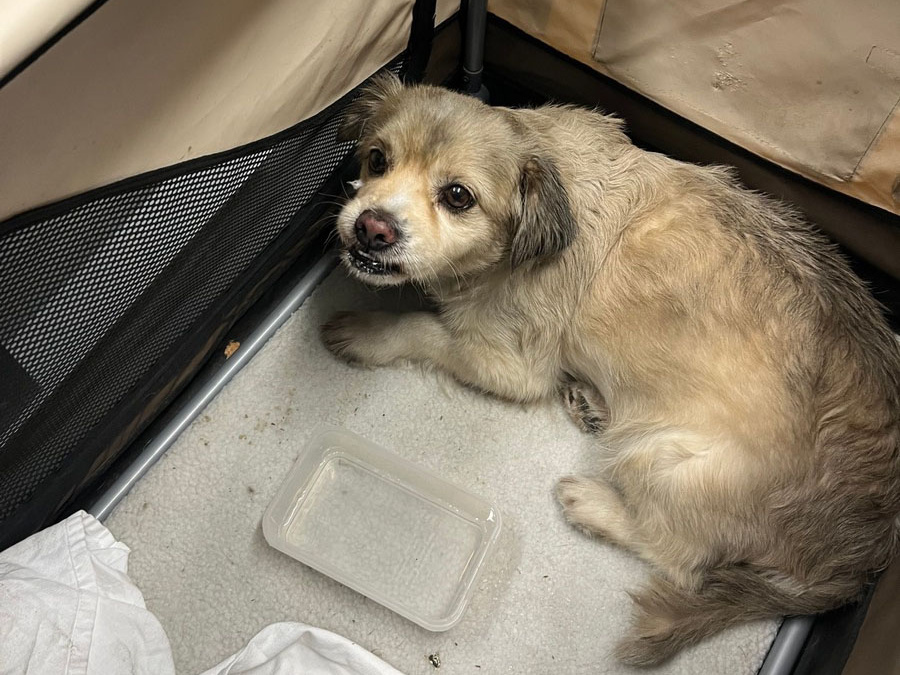 Entlaufener Hund wohlbehalten an Herrchen übergeben